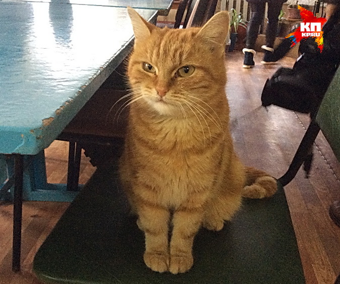 Очаровательные котейки встречают в любом учреждениии Павловска.