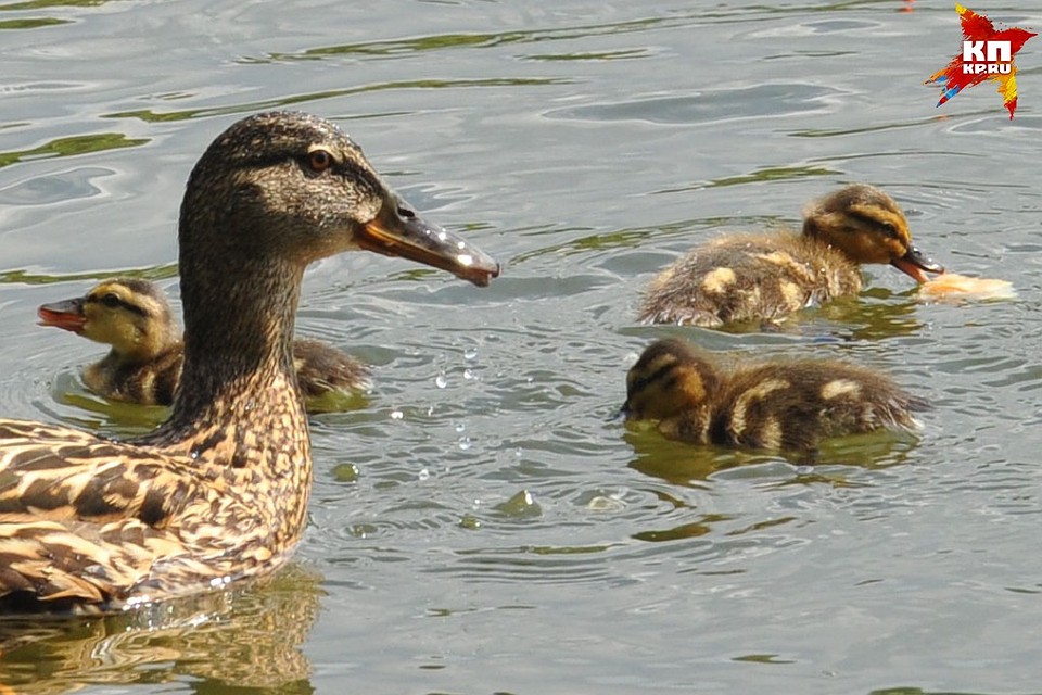 Утка с выводком. Спасение утят. Спасение утки. Спасение уточки. Операция по спасению уток.