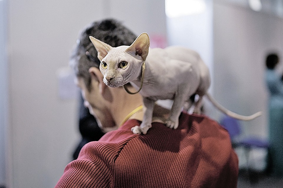 Физический эффект