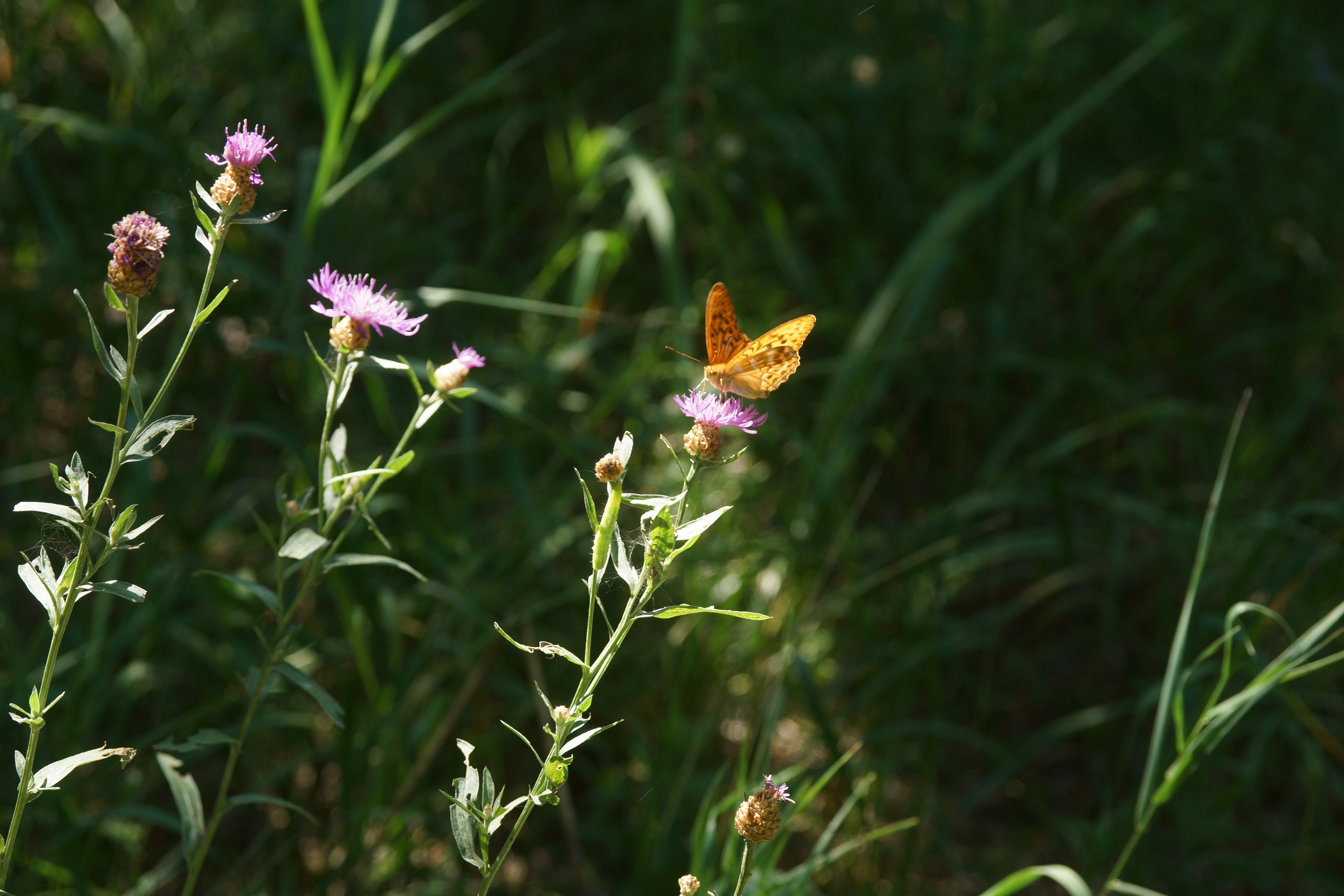 Заяц убежал, а вот бабочка с удовольствием позировала