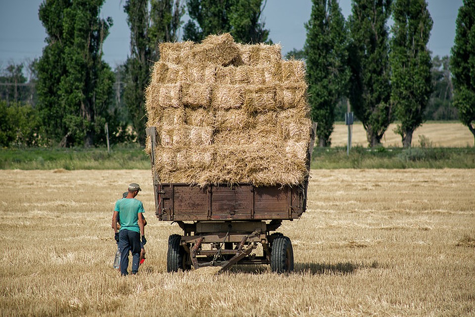 Республика будет с хлебом. Фото: Натальи Чумаковой