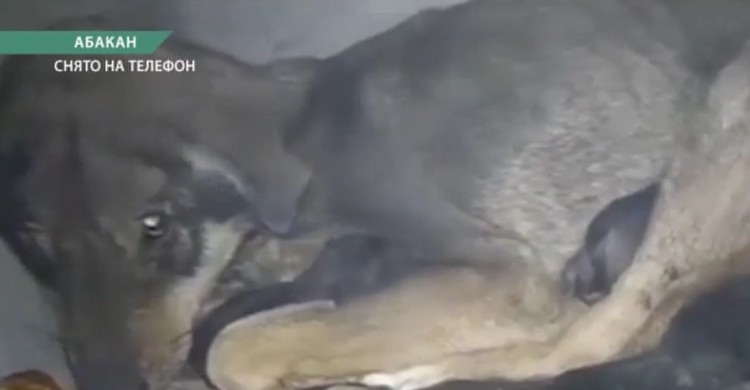 Здоровье собаки