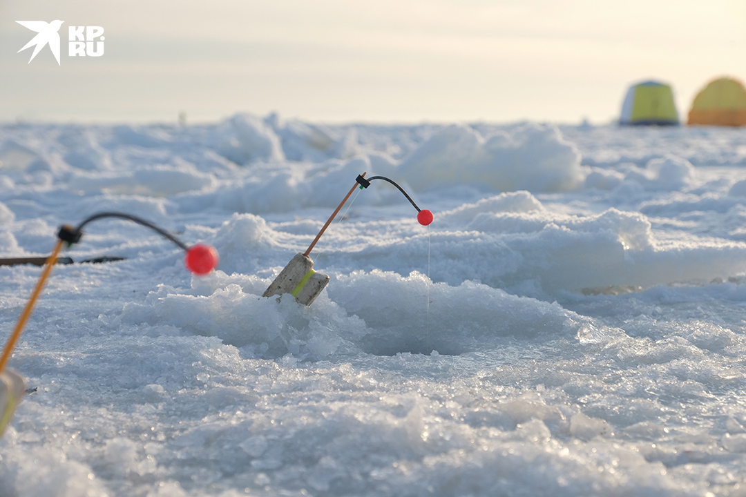 Красные ширики на пружинках называются кивками. Это - сигнализаторы повлевки. Когда корюшка цепляется за крючок, кивок начинает колебаться вверх и вниз.