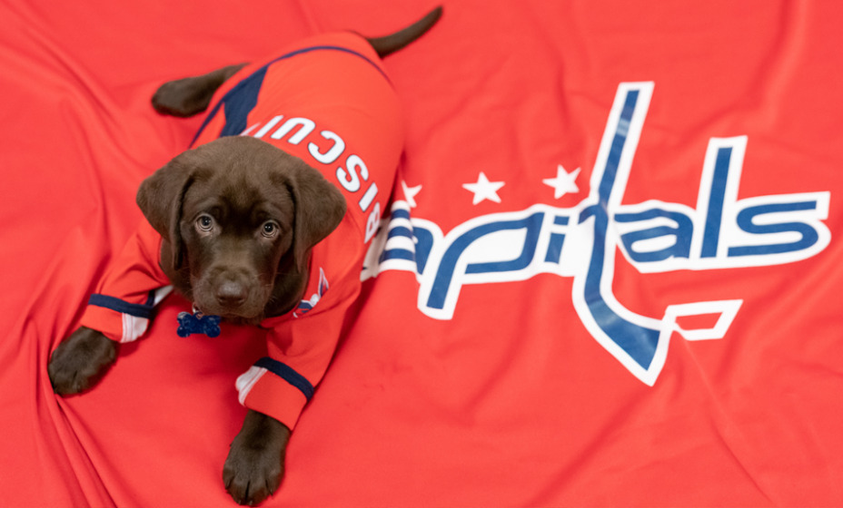 Александр Овечкин стал одним из хоккеистов, презентовавшим нового клубного щенка по прозвищу Бисквит. Фото: Официальный сайт «Вашингтон Кэпиталз»