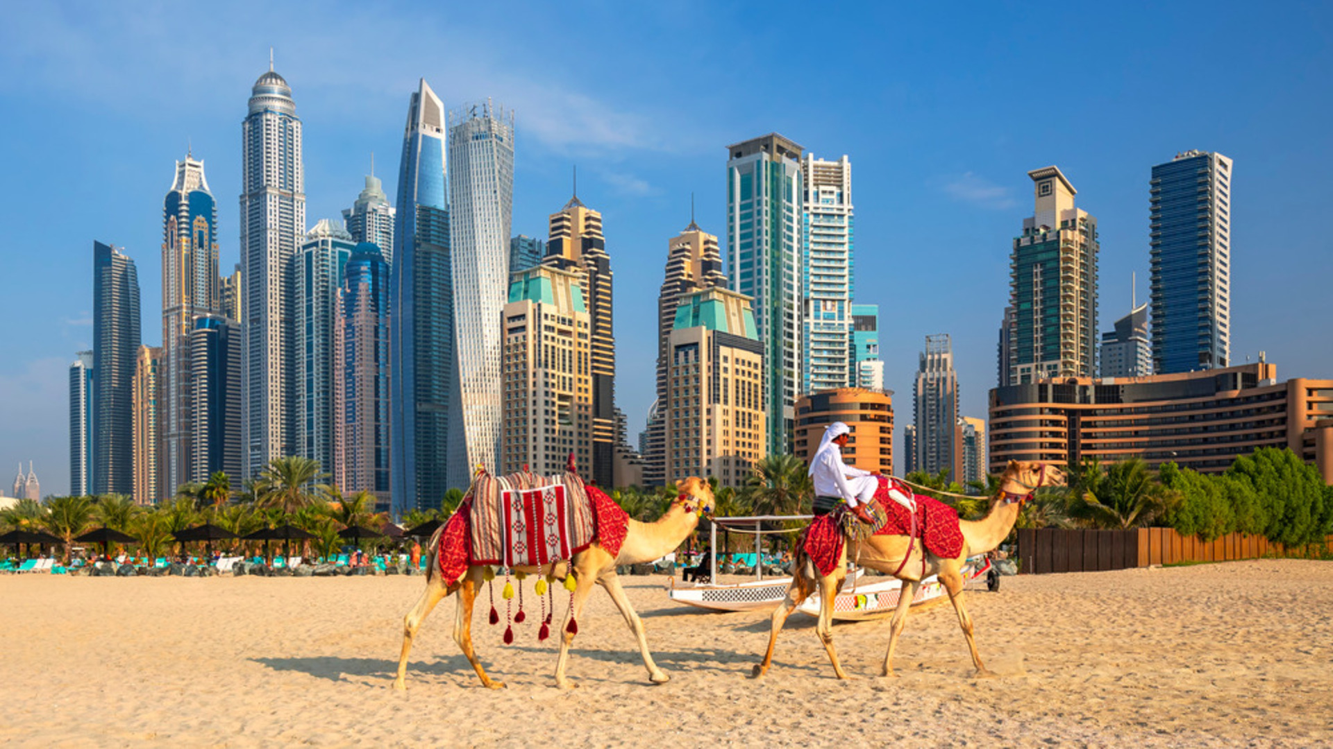Верблюды в Дубай Марина.